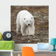 A Polar Bear Walking On The Tundra Wall Mural