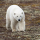 A Polar Bear Walking On The Tundra Wall Mural
