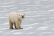 A Polar Bear Walking On The Frozen Hudson Bay Wall Mural