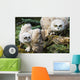 Baby Great Horned Owls Wall Mural