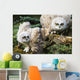 Baby Great Horned Owls Wall Mural