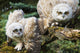 Baby Great Horned Owls Wall Mural