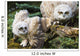 Baby Great Horned Owls Wall Mural