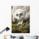 Baby Great Horned Owl Wall Mural