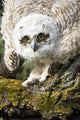 Baby Great Horned Owl Wall Mural