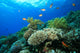 Coral reef Wall Mural