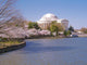 Jefferson Memorial during Cherry Wall Decal