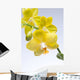 Yellow Orchid Wall Mural