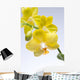 Yellow Orchid Wall Mural