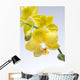 Yellow Orchid Wall Mural
