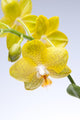 Yellow Orchid Wall Mural