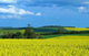 Rapeseed Champ 2 Wall Decal