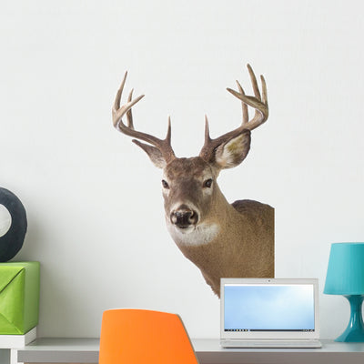 Large Whitetail Buck White Wall Decal Design 3 shown on a wall