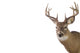 Large Whitetail Buck White Wall Decal Design 3