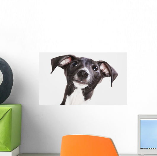 Italian Greyhound Puppy Wall Mural