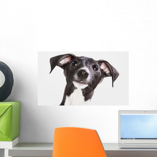 Italian Greyhound Puppy Wall Mural