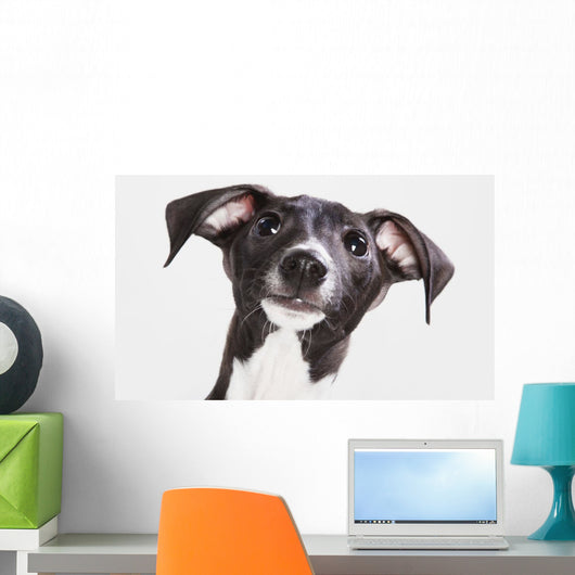 Italian Greyhound Puppy Wall Mural