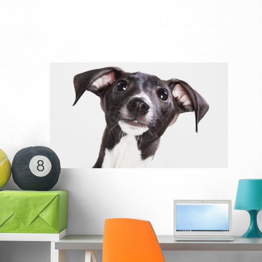 Italian Greyhound Puppy Wall Mural