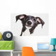 Italian Greyhound Puppy Wall Mural