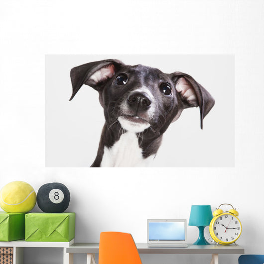 Italian Greyhound Puppy Wall Mural