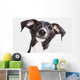 Italian Greyhound Puppy Wall Mural