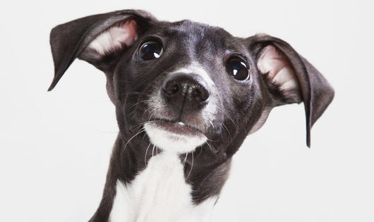 Italian Greyhound Puppy Wall Mural
