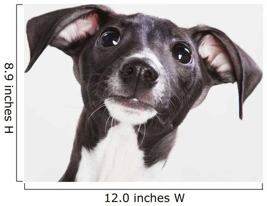 Italian Greyhound Puppy Wall Mural