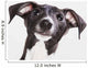 Italian Greyhound Puppy Wall Mural