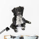 Border Collie White Wall Decal