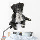 Border Collie White Wall Decal