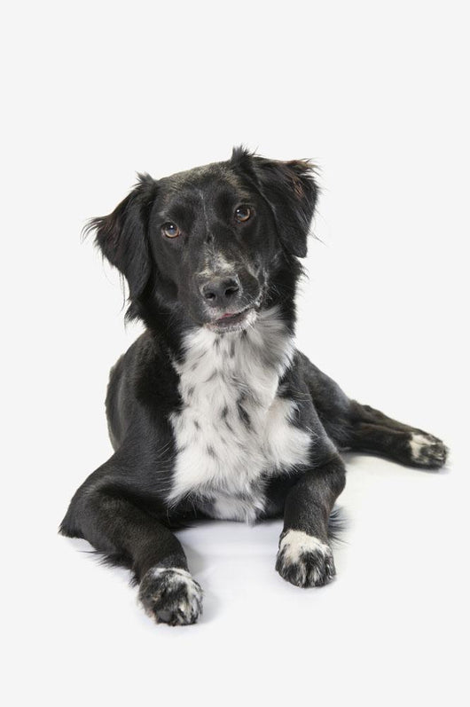 Border Collie White Wall Decal