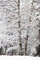 Snow Covered Trees Wall Mural