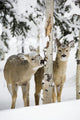 Two Young Deer In A Snow Covered Forest Chewing On Tree Bark Wall Mural