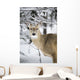Close Up Of A Young Deer In A Snow Covered Forest Wall Mural