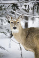 Close Up Of A Young Deer In A Snow Covered Forest Wall Mural