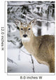 Close Up Of A Young Deer In A Snow Covered Forest Wall Mural