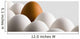 Close Up Of One Brown Shelled Egg Amongst Several White Shelled Eggs Wall Mural