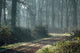 Le Chemin Dans La Wall Decal