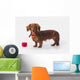 A Longhair Red Dachshund With A Small Red Box At Christmas Wall Mural