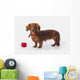 A Longhair Red Dachshund With A Small Red Box At Christmas Wall Mural