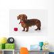 A Longhair Red Dachshund With A Small Red Box At Christmas Wall Mural
