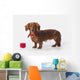 A Longhair Red Dachshund With A Small Red Box At Christmas Wall Mural