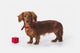 A Longhair Red Dachshund With A Small Red Box At Christmas Wall Mural