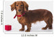 A Longhair Red Dachshund With A Small Red Box At Christmas Wall Mural