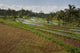Rice Fields Wall Mural