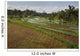 Rice Fields Wall Mural