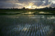 Rice Fields Near Ubud Wall Mural