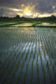 Rice Fields Near Ubud Wall Mural