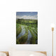 Rice Fields Wall Mural