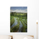 Rice Fields Wall Mural